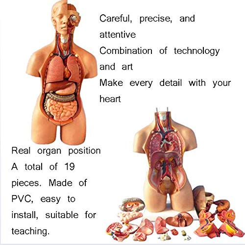 Amazon.co.jp: 人体模型体幹55 Cm内臓解剖医学解剖、医学訓練身体解剖